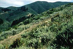 Photo taken at Montara Mountain, San Mateo County © Mike Vasey. 